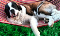 Jub Jub In a Hammock